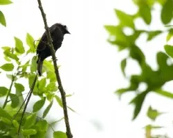 Colonia colonus