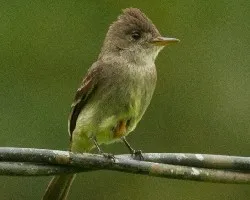 Contopus cinereus