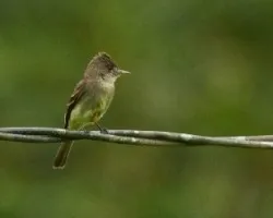 Contopus cinereus