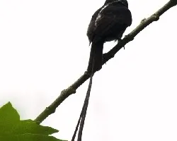 Colonia colonus