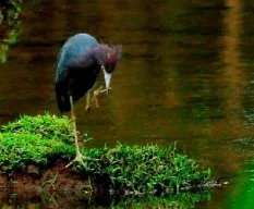 Egretta caerulea