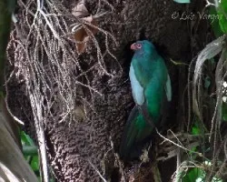 Trogon massena