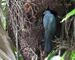 Trogon massena