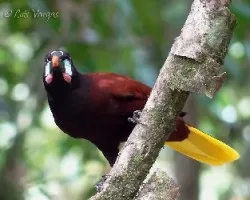 Psarocolius montezuma