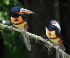 Pteroglossus torquatus