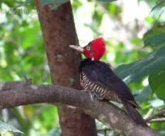 Campephilus guatemalensis