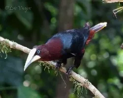 Psarocolius wagleri