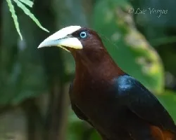 Psarocolius wagleri