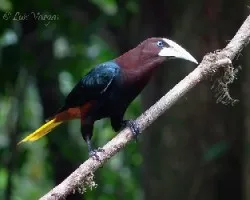 Psarocolius wagleri