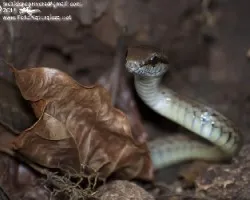 Coluber mentovarius