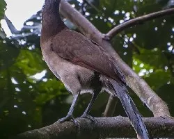 Ortalis cinereiceps