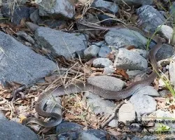 Coluber mentovarius