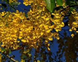 Arbol en flor