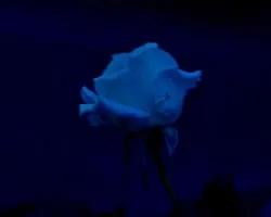 Mi rosa soñada