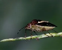 Para identificar
