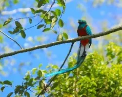 Pharomachrus antisianus