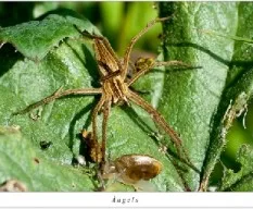 Araña
