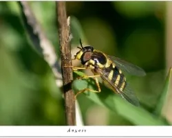 Avispa