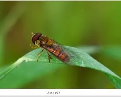 Identificar