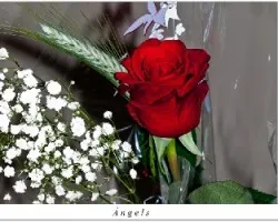 Rosa