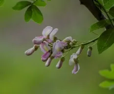 Gliricidia sepium