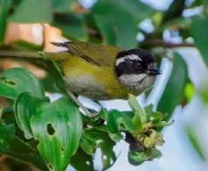 Chlorospingus pileatus