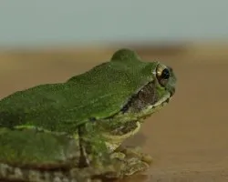 Rana