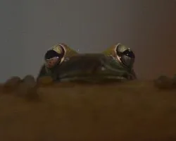 Rana