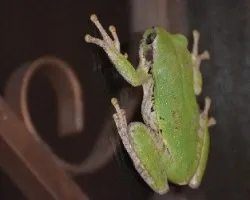 Rana