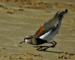 Vanellus chilensis