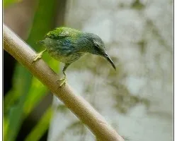 Cyanerpes lucidus