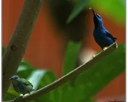 Cyanerpes lucidus