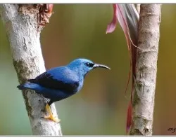 Cyanerpes lucidus
