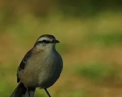 Mimus saturninus