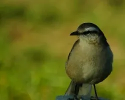 Mimus saturninus