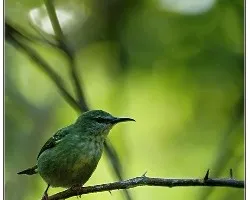 Cyanerpes cyaneus