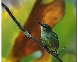 Cyanerpes cyaneus