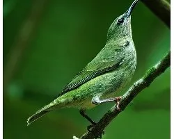 Cyanerpes cyaneus