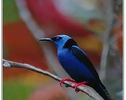 Cyanerpes cyaneus