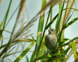 Sicalis flaveola