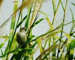 Sicalis flaveola