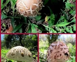 ?????
