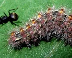 Oruga desconocida