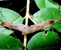 Tipulidae