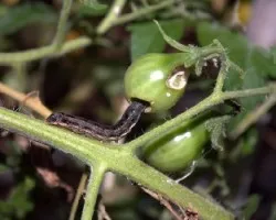 Oruga Hyles sp?