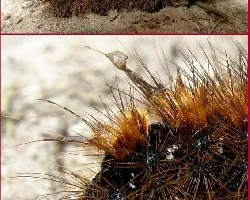 Oruga