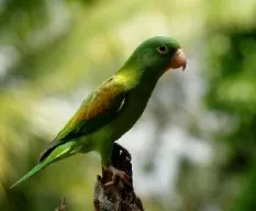 Brotogeris jugularis