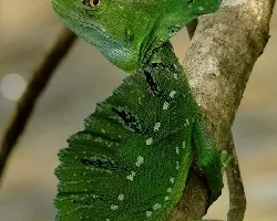 Basiliscus plumifrons