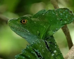 Basiliscus plumifrons