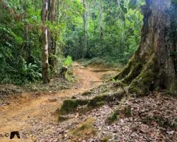 Camino al chirripó